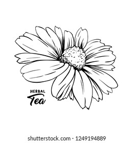 Chamomile hand drawn vector illustration. Floral ink pen engraved sketch. Black and white clipart. Realistic Daisy Flower freehand drawing. Isolated monochrome design element. Sketched outline