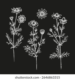 Chamomile herb botanical illustration set. Daisy sketch outline drawing in engraving style. Hand drawn floral vector clipart. Cooking, aromatherapy, garden concept