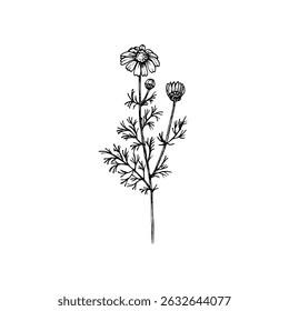 Chamomile herb botanical outline drawing. Daisy sketch illustration of a plant for culinary, wellness, garden, and aromatherapy themes. Vector art clipart