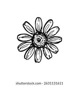 Chamomile herb floral outline drawing. Daisy line art botanical sketch in engraving style for eco-living, healthy cooking, spa treatments, and herbal gardens. Hand-drawn vector clipart illustration