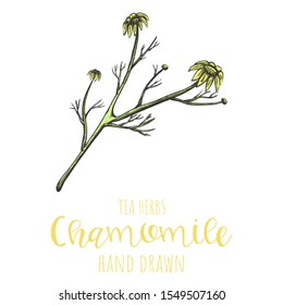 Chamomile herb hand drawn vector illustration, isolated herbal tea sketch.