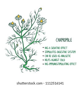 Chamomile herb with a list of useful chamomile's properties, hand drawn botanical sketch, ink drawing, vector illustration