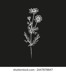 Chamomile herb sketch in botanical style. Daisy outline engraved drawing for cooking, spa, medicinal tea, and garden beauty. Hand drawn vector floral