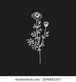 Chamomile herb vector line art illustration. Botanical outline drawing. Daisy sketch illustration of a plant for culinary, wellness, garden