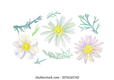 Chamomile herbal illustration. Absolutely vector. 