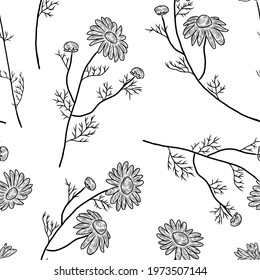Chamomile herbal plants seamless pattern, hand drawn