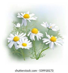 Chamomile - Herbs - Matricaria chamomilla, an aromatic wild flower, used as tea ingredient in herbal medicine.
Hand drawn realistic vector illustration.
