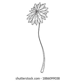 Icono de Chamomile. Flor de gerbera vectorial.