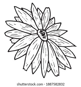 Chamomile icon. Vector gerbera flower.