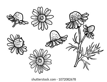 Chamomile illustration, drawing, engraving, ink, line art, vector