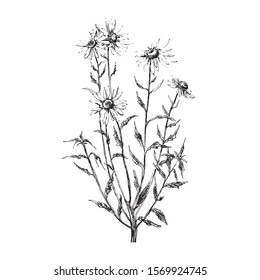 Chamomile illustration on white background