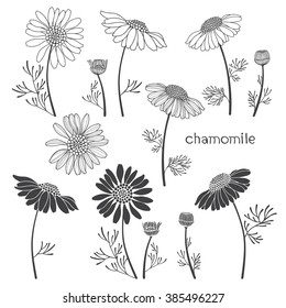 Chamomile, isolated elements for design on a white background. Vector set, hand drawn illustration.
