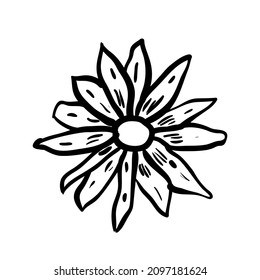chamomile isolated on white background hand drawn doodle vector illustration