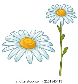 Kamille einzeln auf weißem Hintergrund. Blumenvektorgrafik.