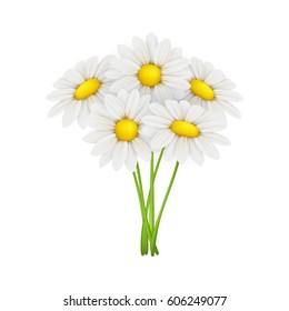 Chamomile, isolated on white background. Vector illustration.