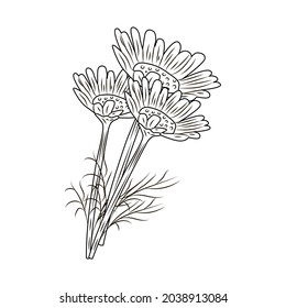 Chamomile isolated on white background.Flowers in engraved style. Vintage sketch black outline close up. Vector illustration design.
