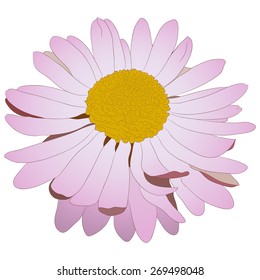 Chamomile isolated, pink color