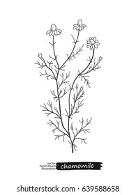 Chamomile isolated vector sketch