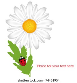 Chamomile with ladybird. White background. Gradient and mesh. EPS10
