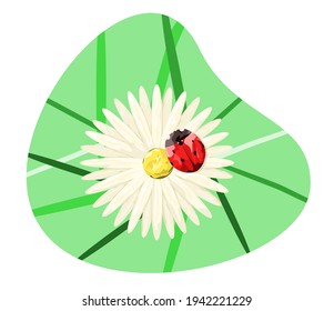 Chamomile con ladybug. Flor de verano de campo