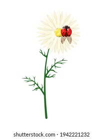 Chamomile with ladybug. Field summer flower