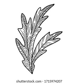 Chamomile leaf icon. Hand drawn illustration of chamomile leaf vector icon for web design