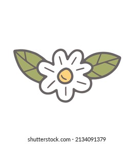 Chamomile with leaves in doodle style. Vector isolated illustration.