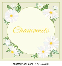 Chamomile leaves flowers frame graphics vector