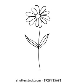 Chamomile with leaves, vector doodle illustration, hand drawn