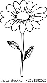 Chamomile line art. Flat isolated  hand drawn flowers. Minimalist style vector illustration