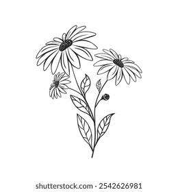 Chamomile line icon flat sign vector hand draw illustration