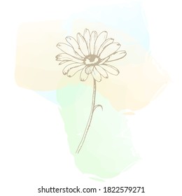 La camomila de estilo lineal está aislada. Fondo de color claro, texturas lineales, ilustración vectorial