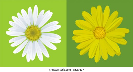  chamomile and marigold on green background