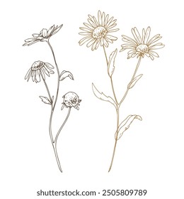 Chamomile Matricaria recutita flowers wild meadow dried flowers. Line art is a simple hand-drawn illustration in beige, ochre, brown ink. Isolated vector EPS set of elements.