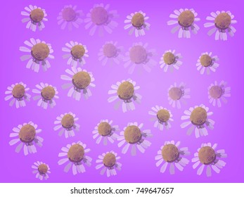 chamomile meadow in different shades