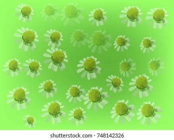 chamomile meadow in different shades of delicate light colors