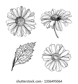 Chamomile, medicinal flower. Vector illustration. Medicinal, medicinal herb. Drawing, handmade. Design for tea packaging. Tattoo.
