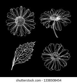 Chamomile, medicinal flower. Vector illustration. Medicinal, medicinal herb. Drawing, handmade. Design for tea packaging. Tattoo.
