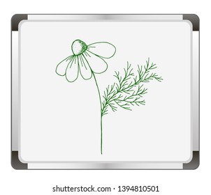 Chamomile medicinal Herb on flip chart background. Hand drawing, sketch. Vector illustration of wild plants for labels, packaging.