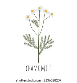 Chamomile. Medicinal plants. Vector illustration.