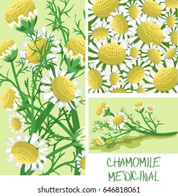 chamomile medicinal. set pictures