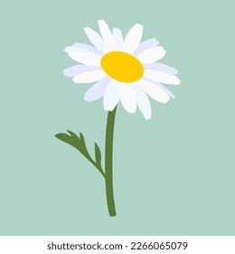 Chamomile sobre un fondo azul.