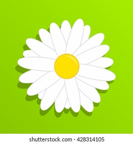 Chamomile on grass. Beautiful white daisy flower isolated on green background.