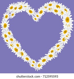 Chamomile on a purple background