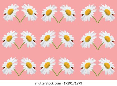 Chamomile on purple background spring pic