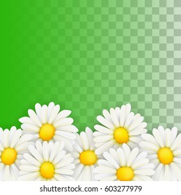 Chamomile on transparent background. Flowers.