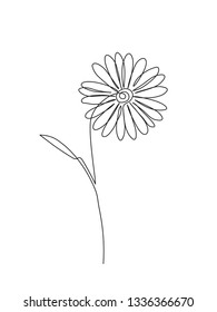 Chamomile one line drawing