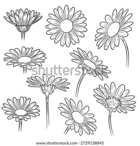 Chamomile outline. Chamomile flower line art. Hand drawn set of camomiles. Chamomile flower isolated on white background. Camomile sketch. Abstract floral hand drawing outline chamomile.