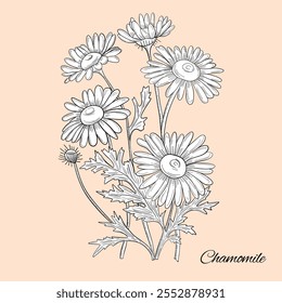 Chamomile outlines botanic natural organic eco c