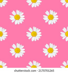 Chamomile pattern on a pink background